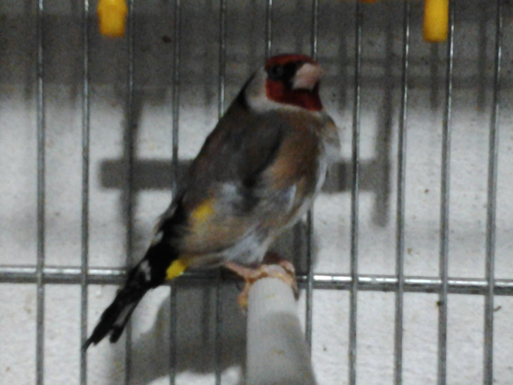 &quot;GITANO&quot; 2010