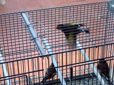 DSCF1137.redimensionado.JPG