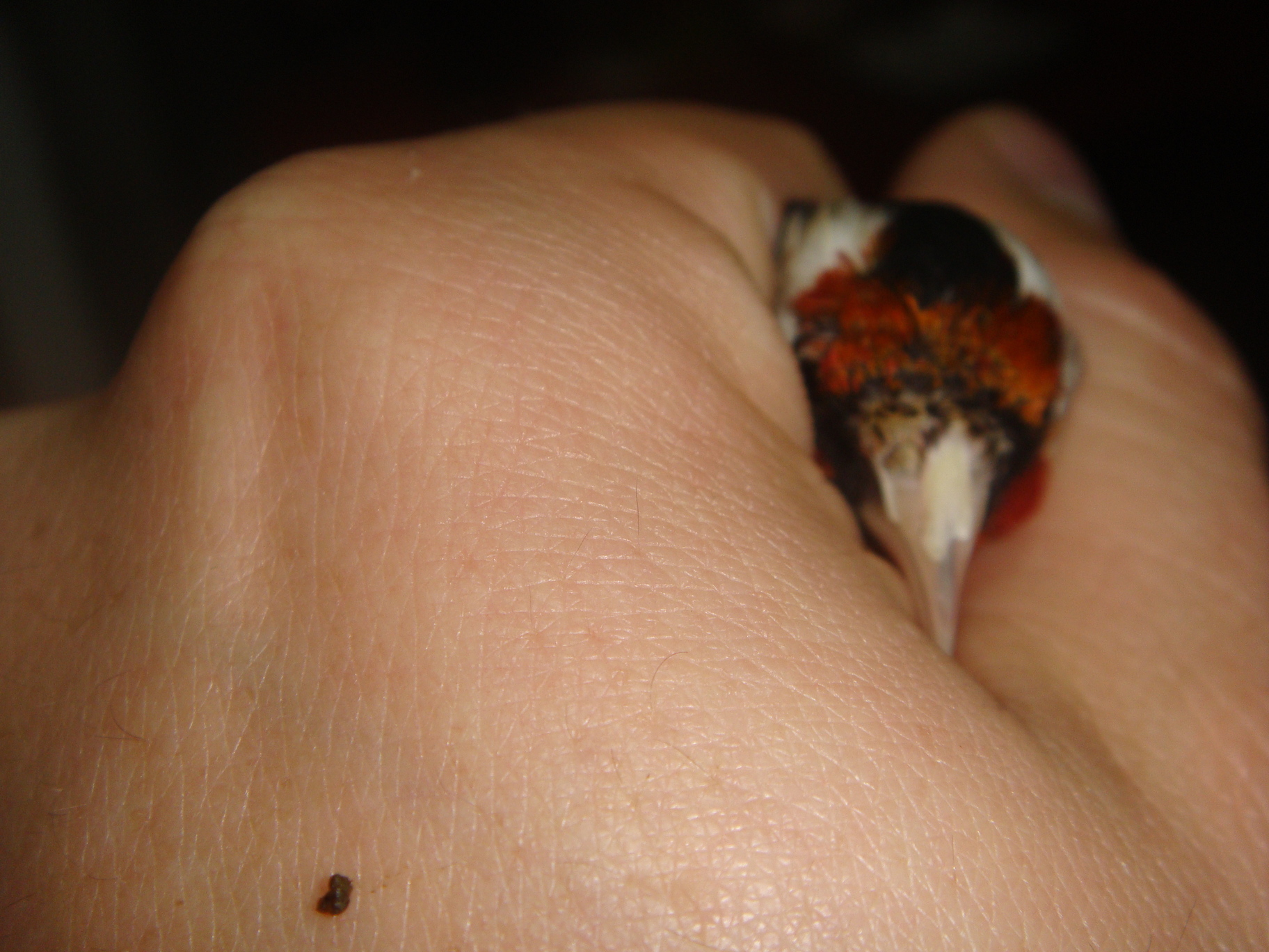 Si no se viera avisarme.