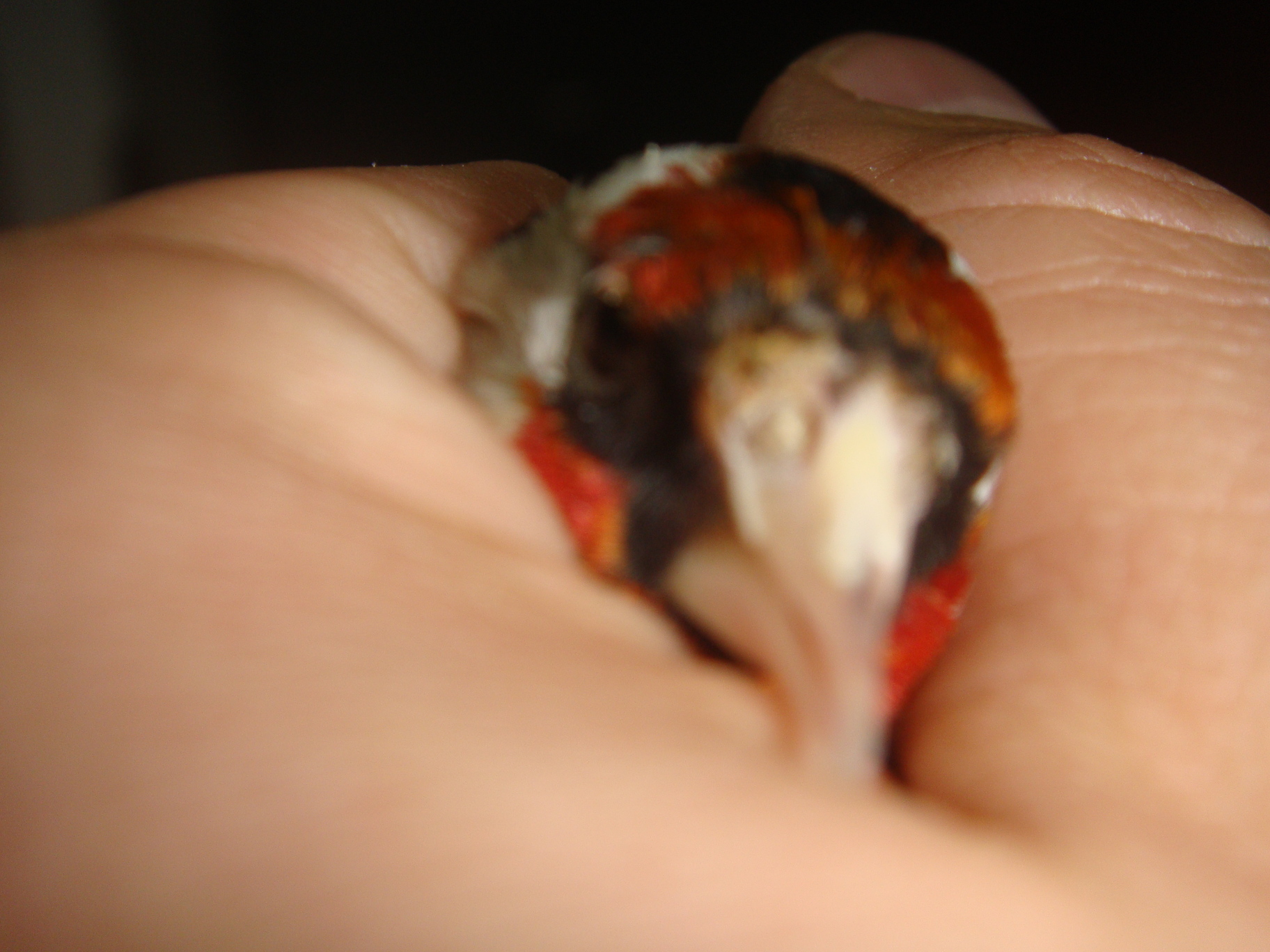 Si no se viera avisarme.