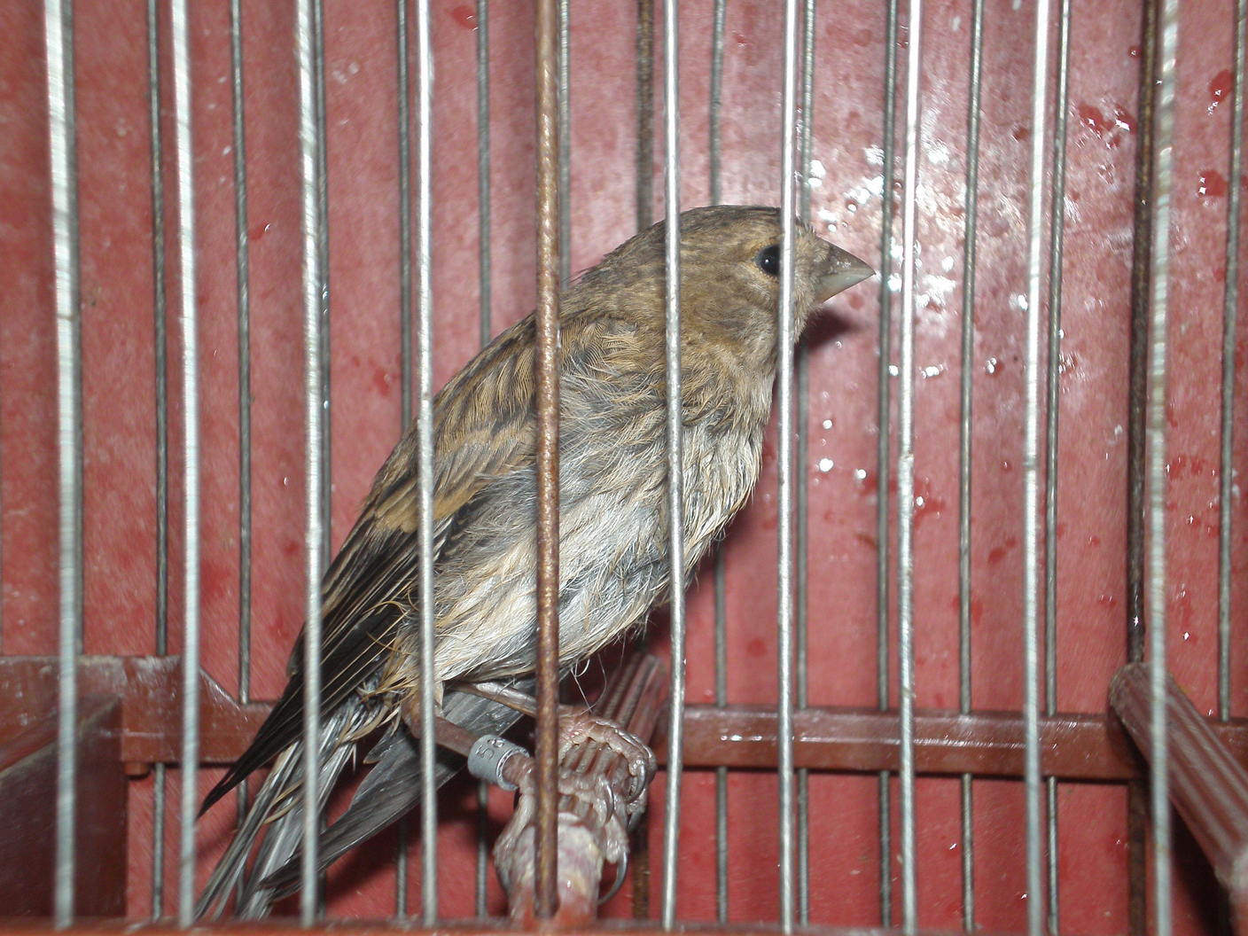 1º pajaro