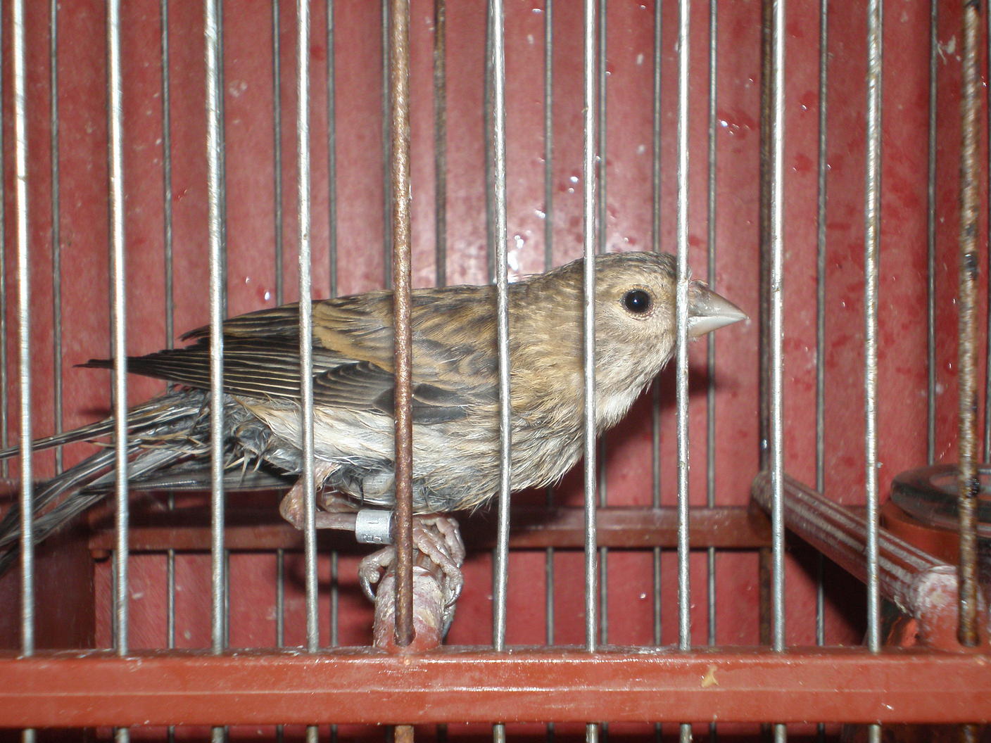 1º pajaro
