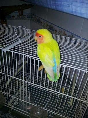 loro eva.jpg
