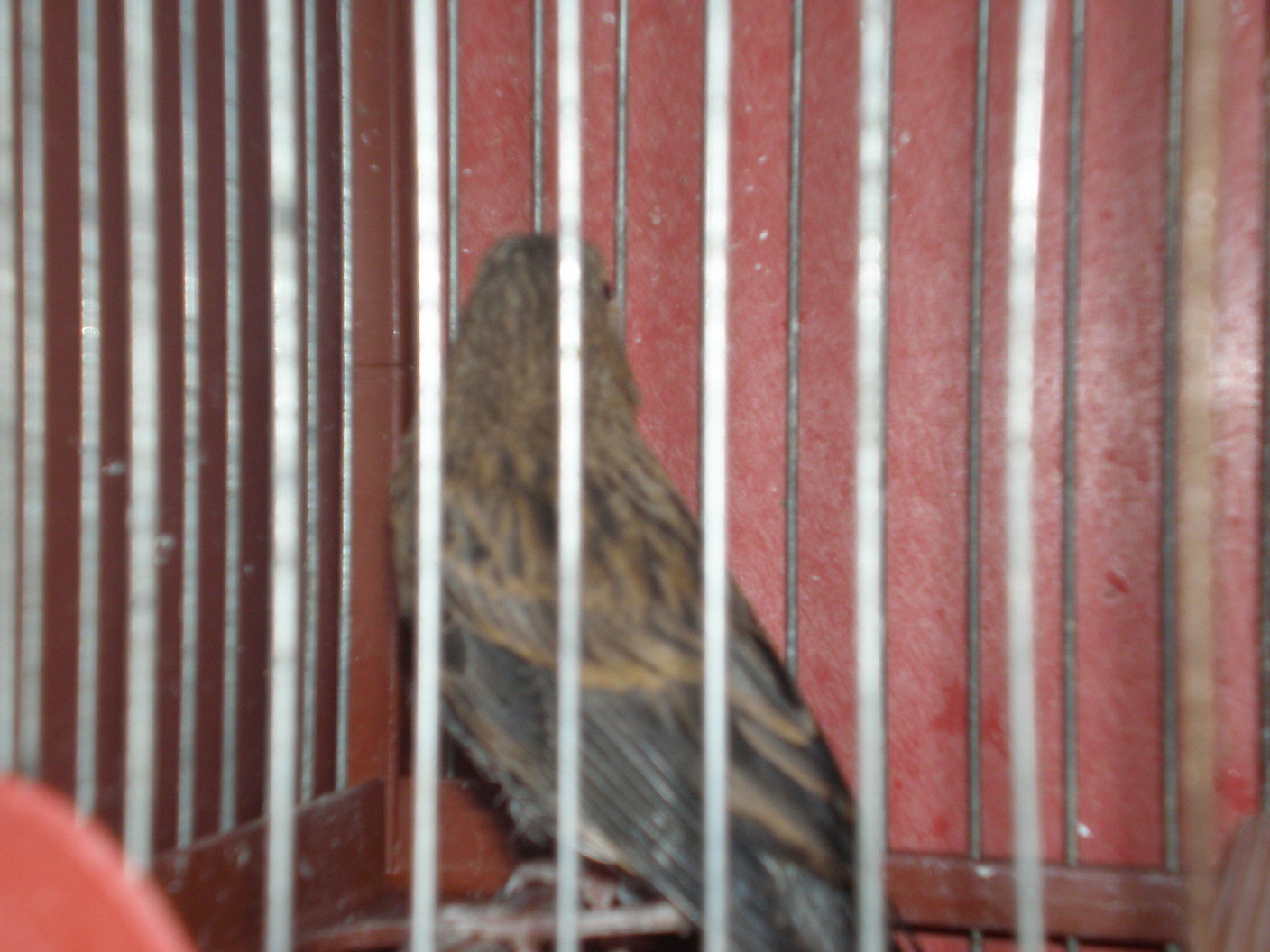 1º pajaro