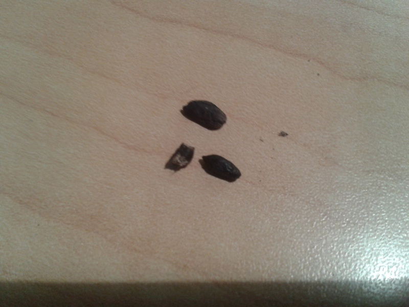 2012-11-27 19.53.04.jpg