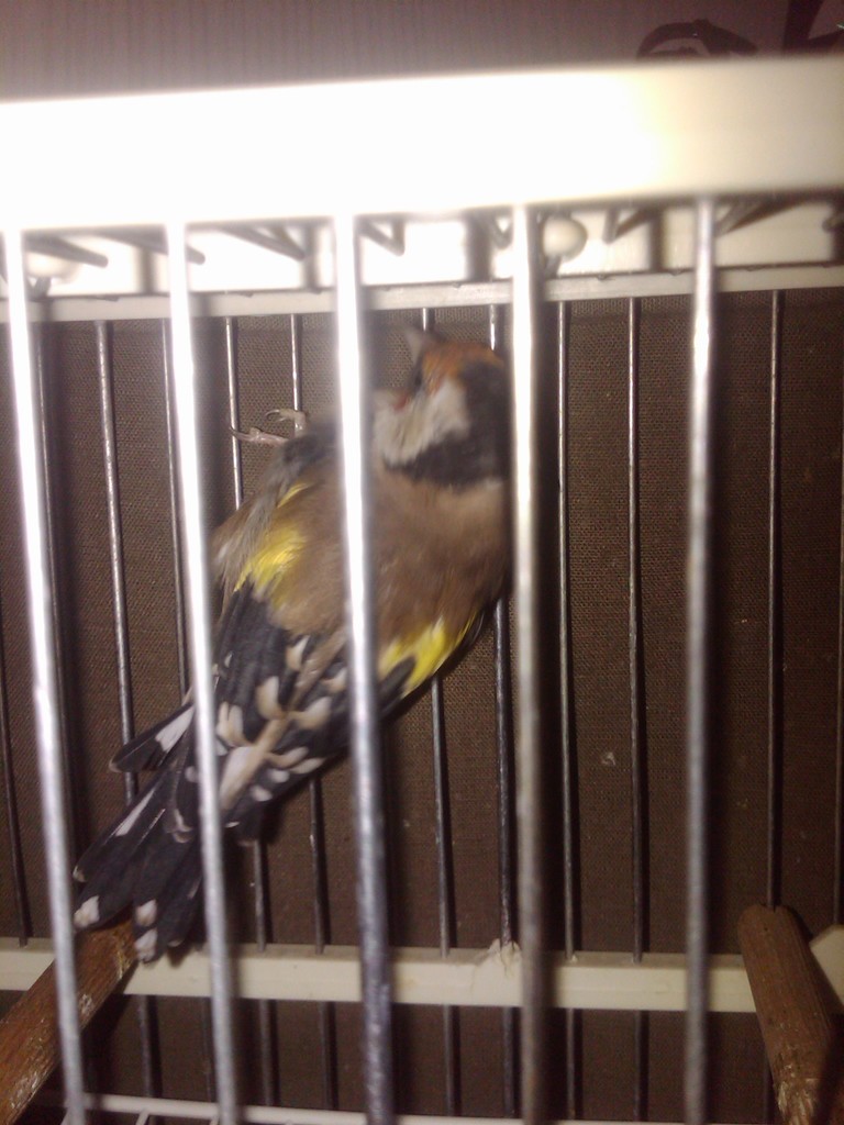 Mi pajarillo