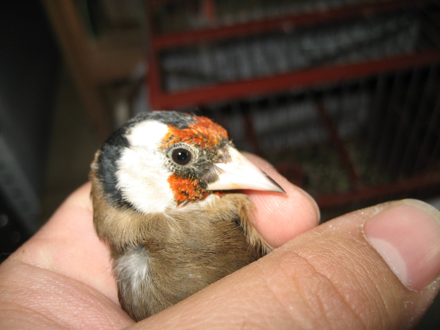 madroño y bigotes...jpg