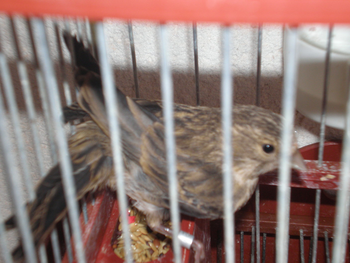 2º pajaro