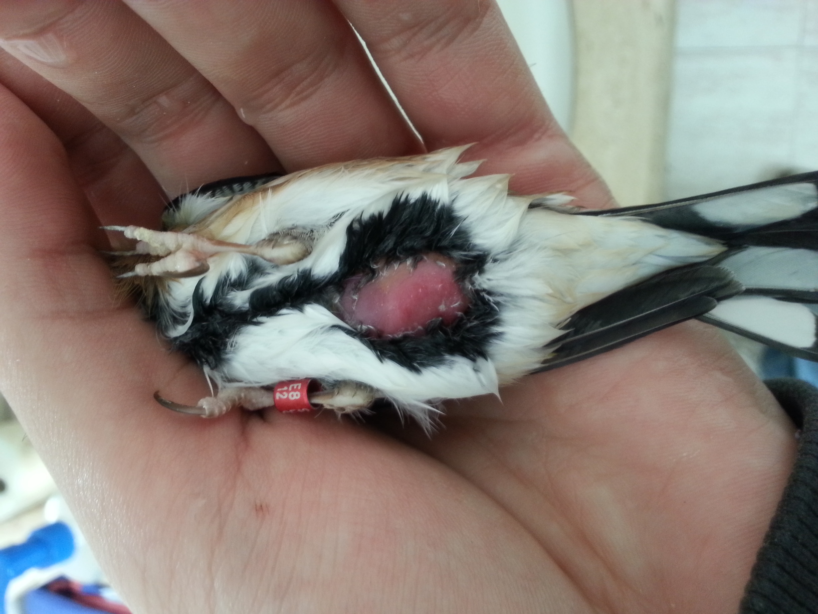 Como se aprecia tanto el vientre como el higado estan inflamados. Lo amarillento de la parte derecha es grasa?