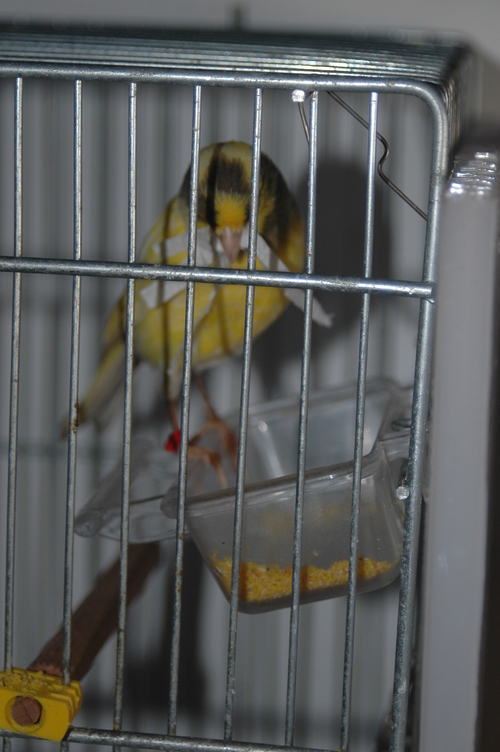 canaria 2011.JPG