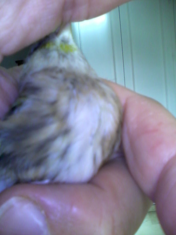 Mixto o mixta (1).jpg