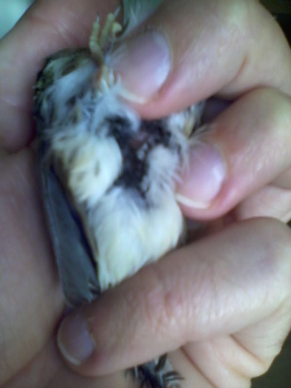 Mixto o mixta (3).jpg