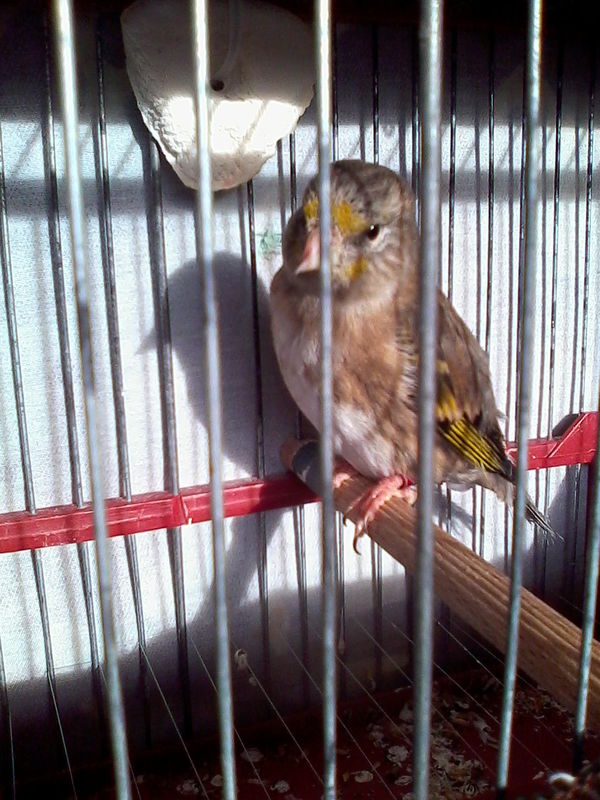 Mixto o mixta (6).jpg