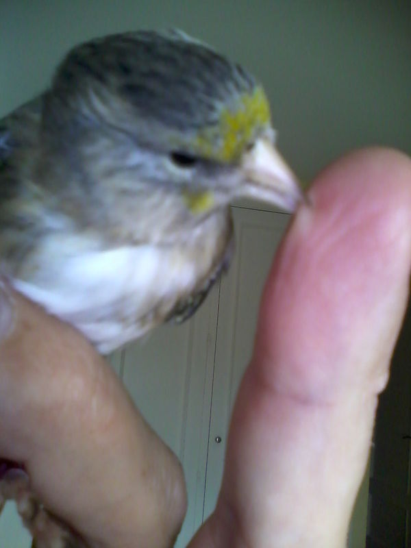 Mixto o mixta (14).jpg