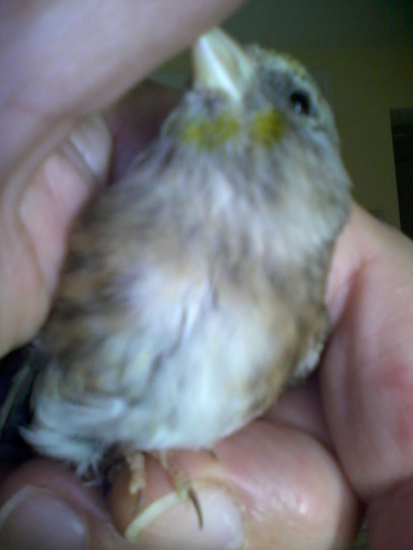 Mixto o mixta (15).jpg