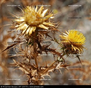cardo-amarillo-en-verano_129775[2].jpg
