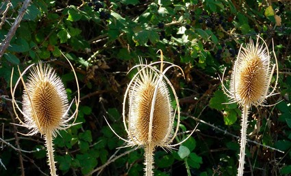 cardos borriqueros[1].jpg