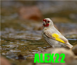 LOJKPOǸ.png