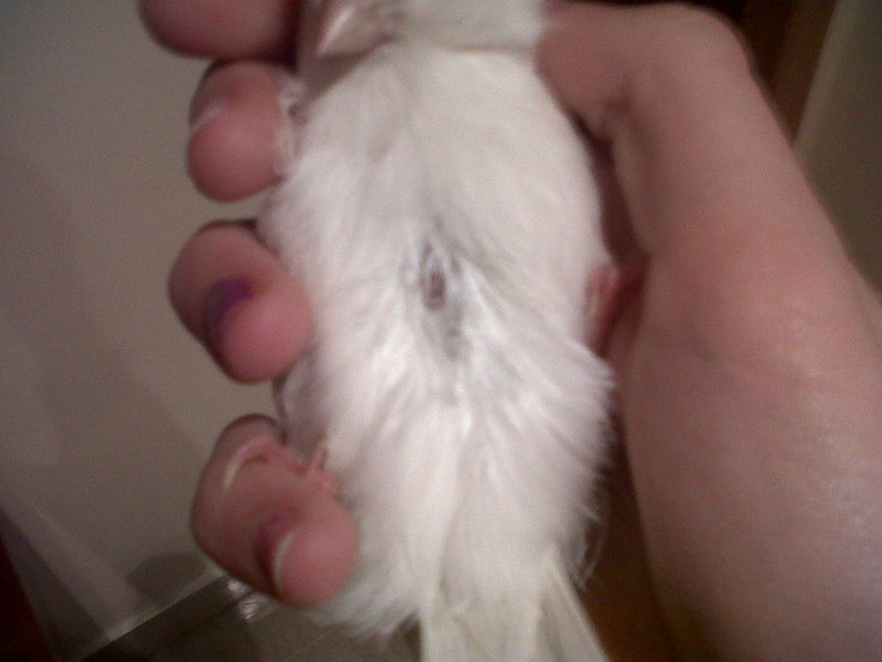 Ese es el vientre (creo que esta bien)