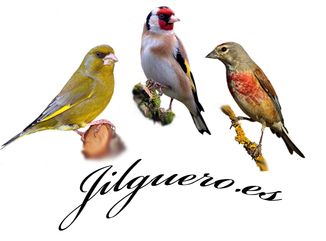 logo CAMISETA 1.jpg