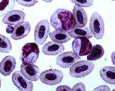 Fig8.jpg