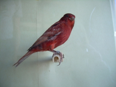 16nero ala grigia rosso intenso_big.jpg