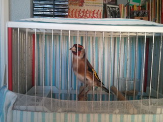 Novella de cadiz cantando se le ve bastante electrica, aun esta arisca
