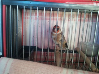 Es un 6 Habao pero de estar tan arisco se a quedado sin cola, en el balcon y en la calle canta que no veas esperemos que sirva para la mesa