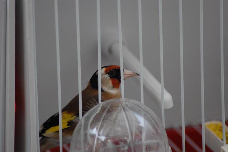 Macho del 2009