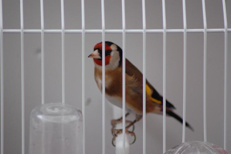 Macho del 2010