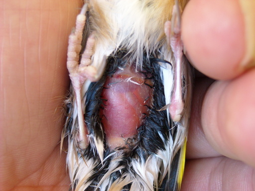 jilguero con coccidios.jpg