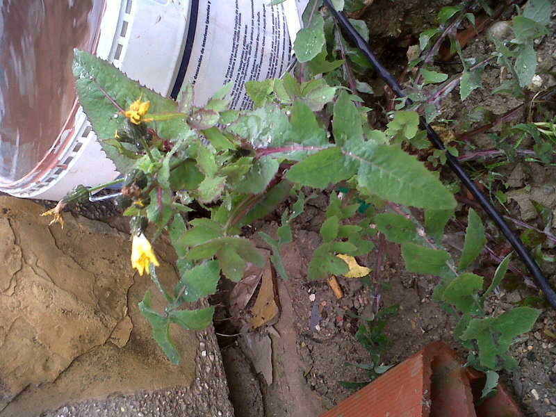 IMG-20130122-00110.jpg