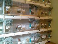 cage canari2.jpg